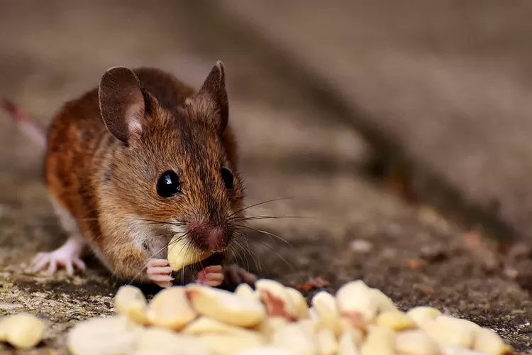 Teka Teki Tikus Yang Tinggal Di Chili Adalah? Ternyata Ini Jawaban Tebak Tebakan Atau Teka Teki Tts, Simak!