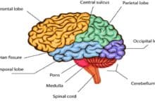 Bagian Otak Yang Mempunyai Fungsi Untuk Mengatur Penglihatan Yaitu