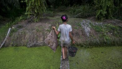 Di Negara Indonesia Para Petani Mulai Menanam Buah Dan Sayuran Pada Musim